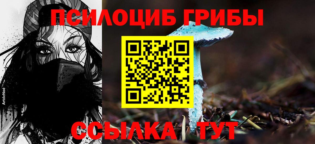 Псилоцибиновые грибы Psilocybe Мурманск